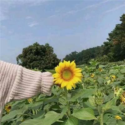 部落荣耀之传说联盟游戏